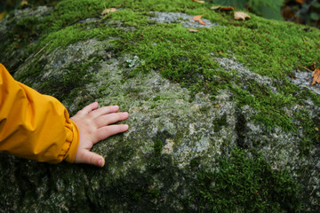 Close up of a little child hand touching a huge stone with green moss in the forest