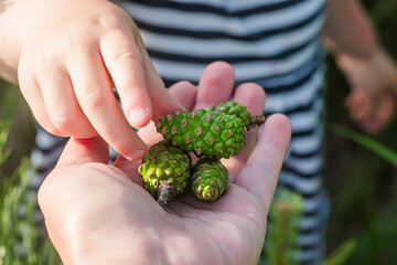 Naklejka na ściany i meble Hands of a child collecting young green pine cones for the preparation of medicinal tincture