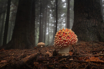 An Amanita mushroom growing in a Magura National Park protographed from a low perspective