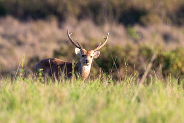 A male gazelle stands in the grass in Thung Kramang Animal Sanctuary. Chaiyaphum Province, Thailand