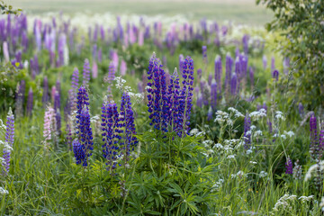 Naklejka premium Lupine flowers in a foggy field during sunset in the Moscow region