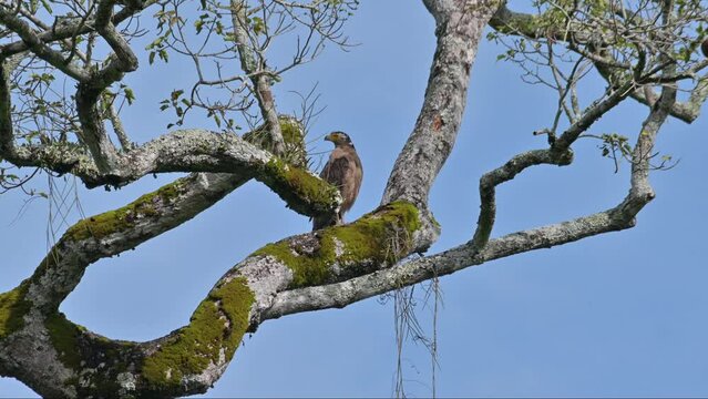 Seen perched on a branch of a big tree from a distance looking to the left and preening itself, Crested Serpent Eagle Spilornis cheela, Thailand