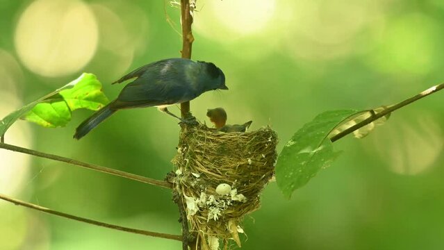 Doing some house keeping in its nest while the chicks are excited to feed, Black-naped Blue Flycatcher Hypothymis azurea, Thailand