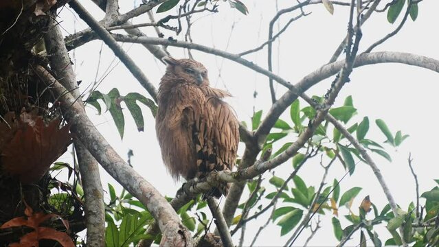 Looking to the right and then preens its back, Buffy Fish Owl Ketupa ketupu, Fledgling and Mother, Thailand