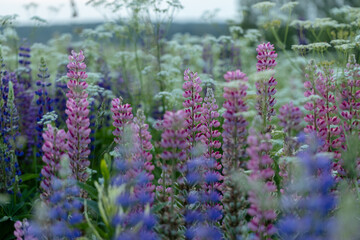 Obraz premium Lupine flowers in a foggy field during sunset in the Moscow region