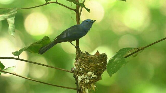 Perched above its nest calling and then flies away to the right, Black-naped Blue Flycatcher Hypothymis azurea, Thailand