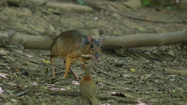 Facing to the right while foraging for some food on the forest ground while a bird plays around in its front and goes away to the left,  Lesser Mouse Deer Tragulus kanchil, Thailand