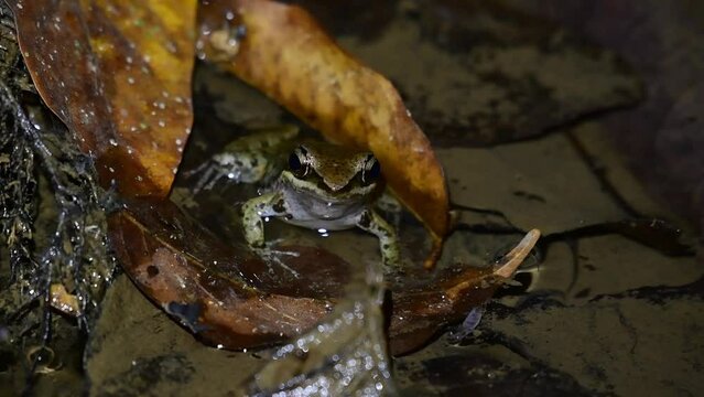 Incredible movement of its throat pushing water to move as it makes croaking sounds as seen deep in the jungle, Blyth's river frog Limnonectes blythii, Thailand