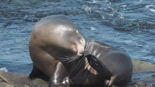 A sea lion scratching his nose with hind flipper on sunny Californian coast with waves behind him. He cleans him self and sunbaths.