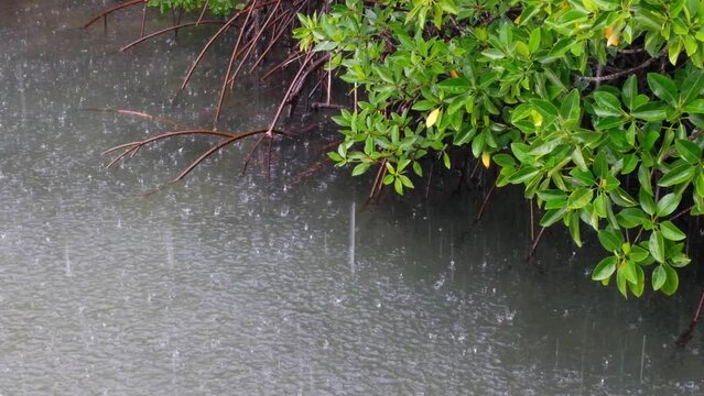 Heavy rain and raindrops falling onto water surface with mangrove forest, exposed root system and bright green leaves in coastal area of ocean