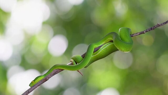 Seen resting on a branch in the forest while showing its tongue out, White-lipped Pit Viper Trimeresurus albolabris, Thailand