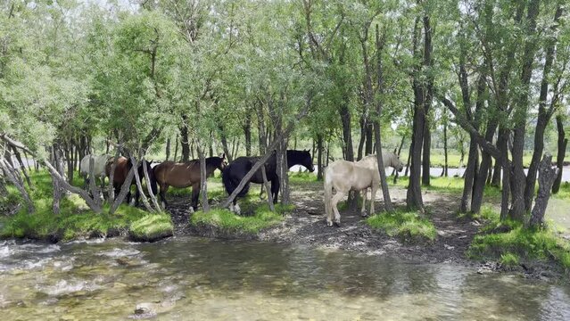Horses grazing on a river bank in a mountainous area. Beautiful horses.