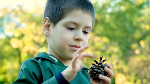 Little boy playing with a pinecone in the park in autumn, counting scales