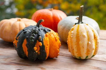 harvest of pumpkins on wooden table, collection of healthy pumpkins emphasizes importance of proper...