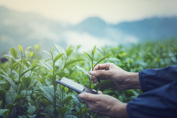 farmer checking the crop of young shoots of tea leaves plants on the plantation by...