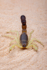 Parabuthus - Burrowing Thick-tailed Scorpion.