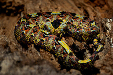 Rhinoceros Viper (Bitis nasicornis), also called River Jack, brightly coloured venomous snake that inhabits rainforests and swamps of West and Central Africa.