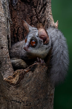 The Bushbaby or Galago, is a small and nocturnal primate.