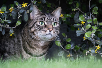 Green eyed tabby cat hiding in the bushes in stealth mode fixated on a subject across the garden,...