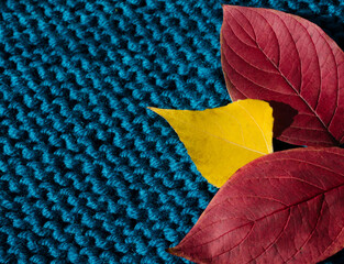 Autumn leaves on semi-woolen winter yarn of berquoise color.