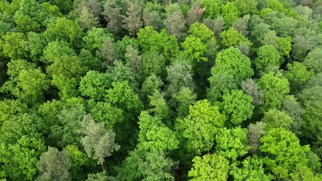 Aerial footage of circling over lush green forest in Spring in Southern Germany
