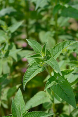 Bee balm Panorama leaves