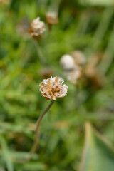 Sea Thrift Dusseldorf Pride seed head