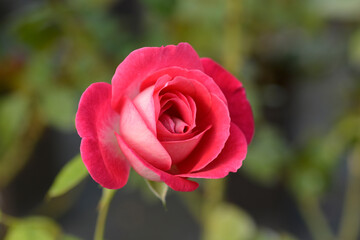 Hybrid tea rose Rose Perl flower