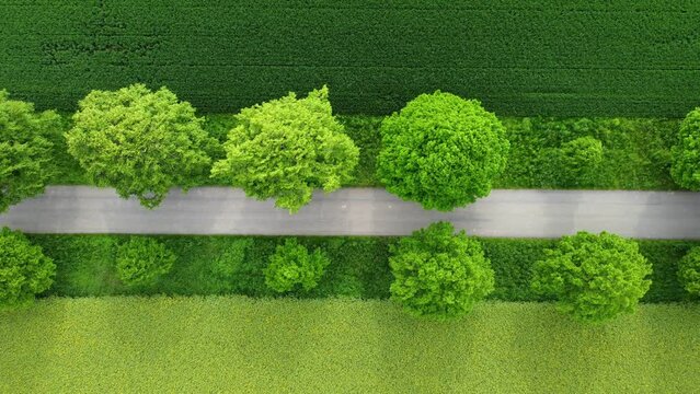 Vertical aerial footage of white car driving on a scenic tree lined avenue in summer
