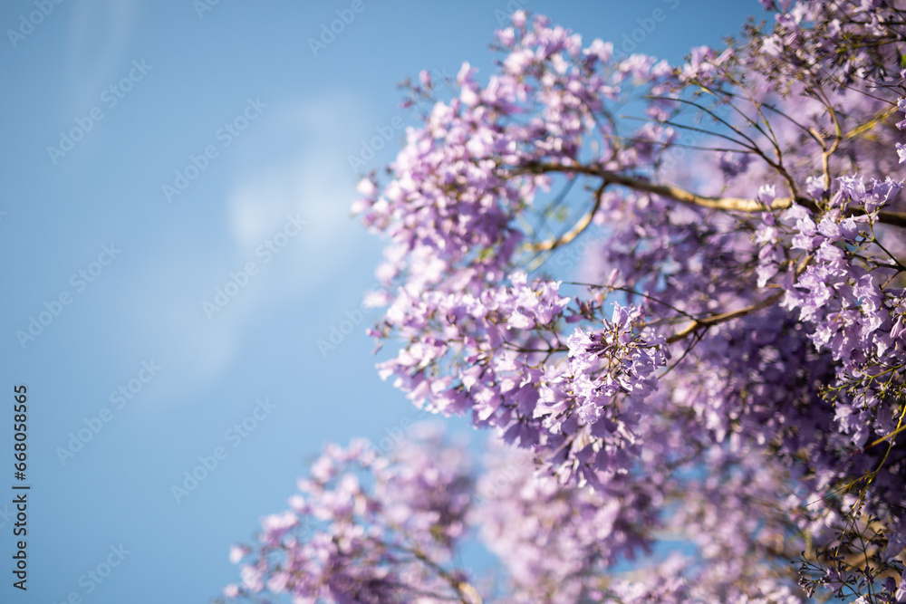 Wall mural lilac flowers on a branch