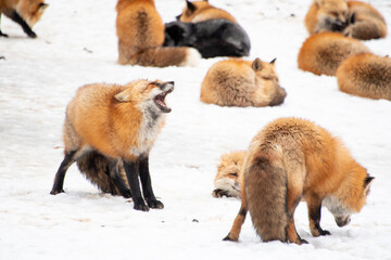 吠えるキツネ