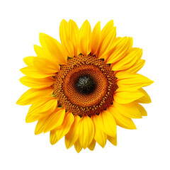 Fototapeta premium sunflower transparent background - Generative AI