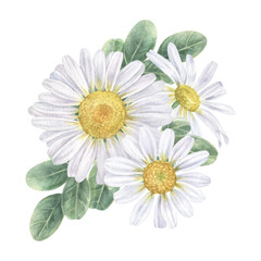 Chamomile Flower. Watercolor botanical illustration of Daisy. Hand drawn clip art of white chamomilla on isolated background. Drawing of bouquet of marguerite. Painting of floral herb - obrazy, fototapety, plakaty