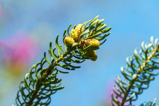 Fir Abies koreana Silberlocke with young green and silver spruce needles against blue sky. Selective nature focus close-up in spring garden. Concept for natural design