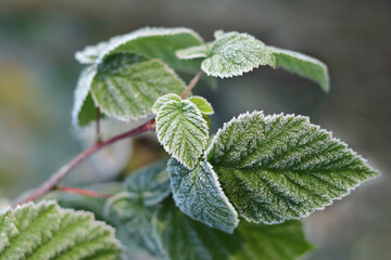Morning frost on green leaves. Morning plants in an ice crust.  Detail of frozen raspberry leaves. Frozen plants texture. winter macro. Leaves with hoarfrost in winter. 
