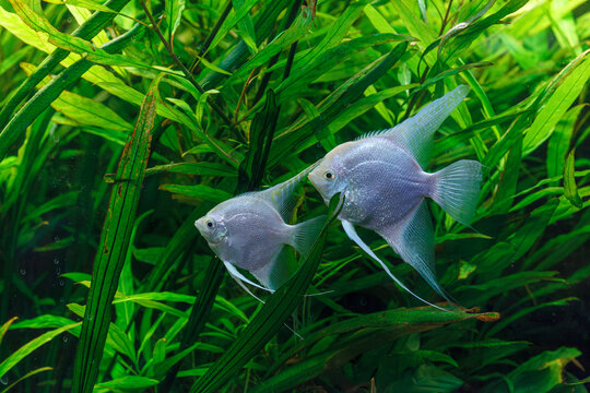 underwater photography of barbus tetrazona fish