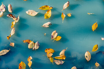 Autumn theme, fallen yellow leaves on a frozen lake with blue water. Photo texture. Close up.