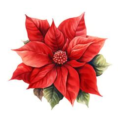 Festive bouquet of red watercolor poinsettia Christmas star flowers on white background