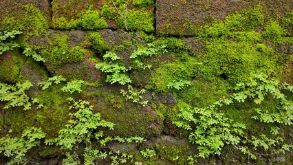 Moss growing on the old wall of abandoned building in urban area