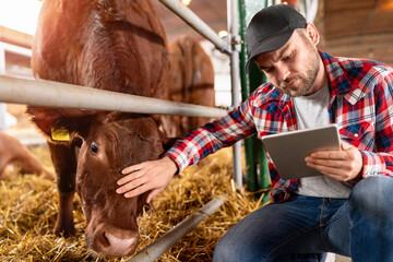Farmer analyzes the performance of cows on a dairy farm.