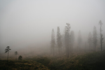Fototapeta premium Misty morning in the forest in Maui, Hawaii