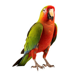 A red and green amazon parrot isolated on white background