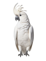 Fototapeta premium White Cockatoo, Cacatua sulphureus, isolated on white background