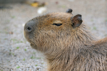 prairie dog eating grass