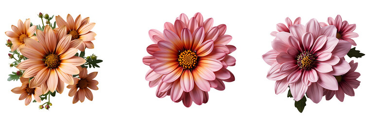 flower isolated png. flower top view png. colourful flowers flat lay isolated png. flowers png - Powered by Adobe