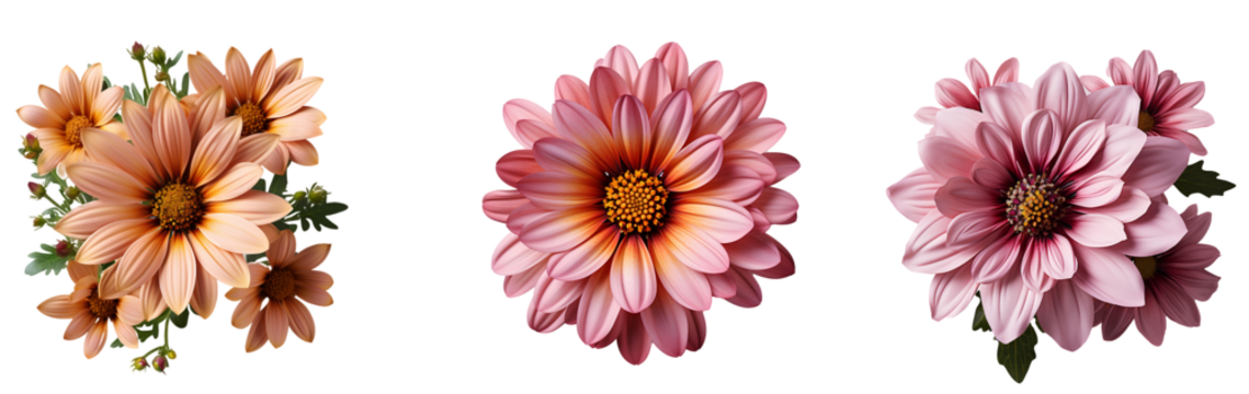 flower isolated png. flower top view png. colourful flowers flat lay isolated png. flowers png
