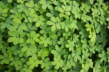 Top View of Green Leaves  Texture background