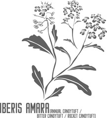 Annual Candytuft, Bitter Candytuft flowers vector silhouette. Medicinal Iberis amara plant outline. Set of Rocket Candytuft flowers in Line for pharmaceuticals. Contour drawing of medicinal herbs