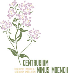 Centaurium umbellatum, Centaurium erythraea in color vector silhouette. Medicinal Centaurium minus Moench plant. Set of Centaurium minus in color image. Medicinal herbs color drawing