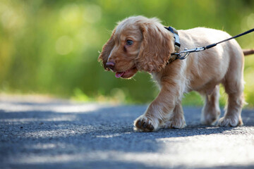 Cute little english cocker spaniel on a walk